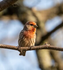 House Finch