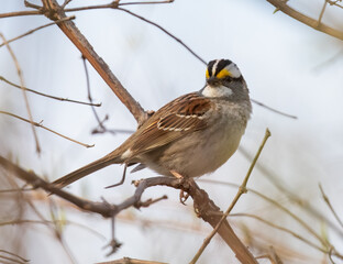 White-throated sparrow