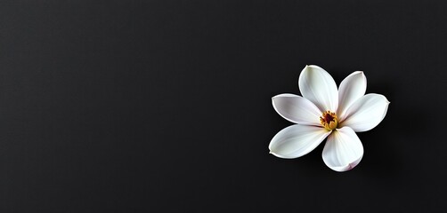 A single magnolia blossom in full bloom, elegantly isolated against a dark, textured concrete background , plant, banner