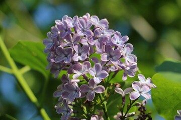 close-up of a purple lilac blossom on the bush