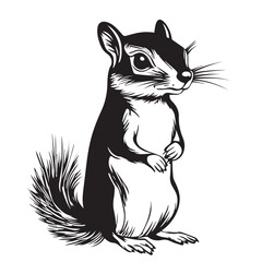 chipmunk with white background