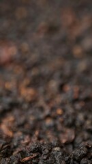 A detailed closeup view of dark, textured organic material that can be observed in nature. Media