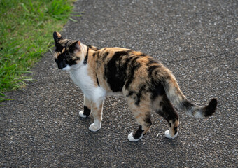 A cat standing on a path in Medallion Dr Park, Auckland