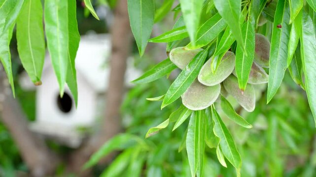 Almond Tree Branch Bearing Ripe Nuts with Birdhouse Behind.