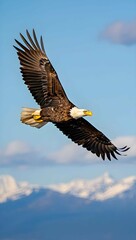 Naklejka premium bald eagle soaring under bright sun in blue sky