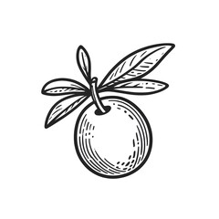 Olive minimalist black and white silhouette drawing vector illustration