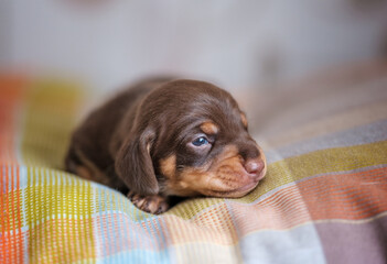 cute coffee colored dachshund puppy