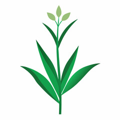 green plant isolated on white background