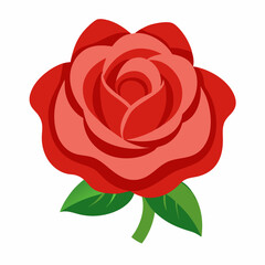 red rose isolated on white