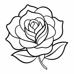 pink rose isolated on white
