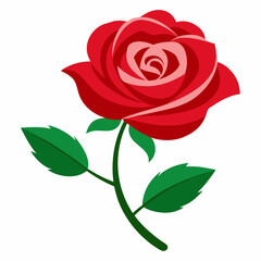 red rose isolated on white