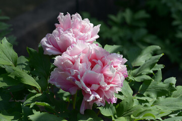 春光寿　ボタンの花