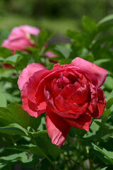 芳紅　ボタンの花