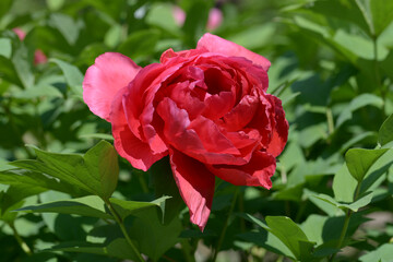 芳紅　ボタンの花