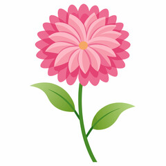 pink chrysanthemum flower