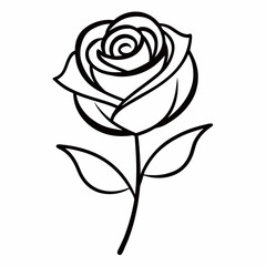 black rose vector illustration