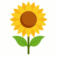 sunflower on white background