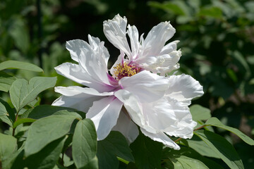 和人形　ボタンの花