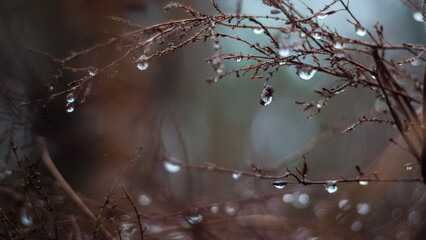 Bruyères et fougères sauvages, par temps de pluie