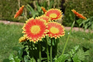 Gerbera-Hybriden