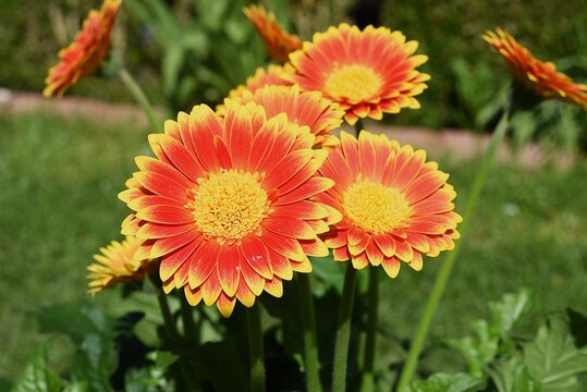 Gerbera-Hybriden