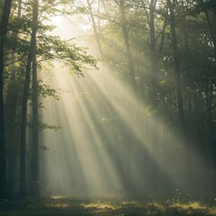 Fototapeta premium Misty forest morning, trees with light filtering through fog