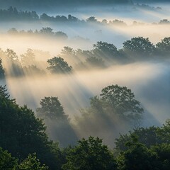 Fototapeta premium Foggy woodland scene, sunlight filtering through misty trees