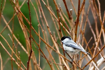 great tit parus major