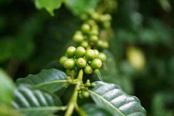 coffee tree with beans
Coffee is largely produced in the southern part of India.