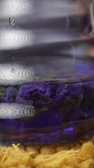 Vibrant and Elegant Purple Flowers Immersed in Water with an Artistic and Colorful Swirl. Media