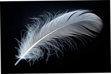 white feather on black background, 