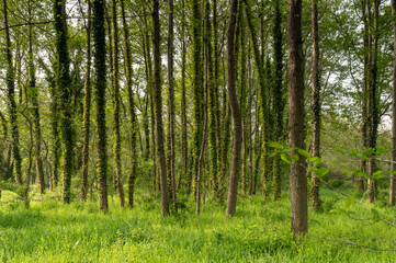 初夏の新緑が美しい、森の中の樹木