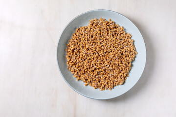 Sprouted Wheat Grains on Blue Plate