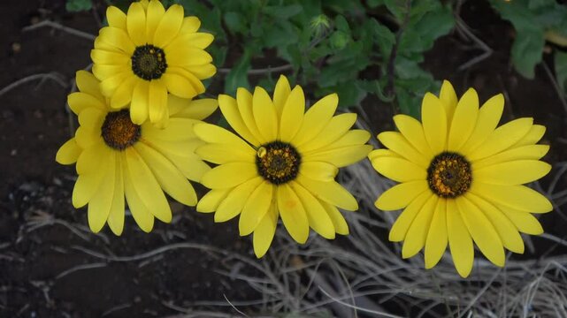 ディモルフォセカ