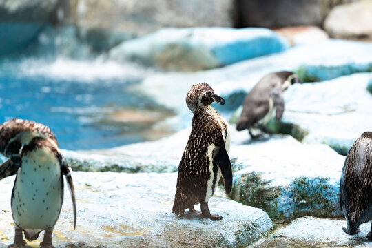 A group of penguins are standing on a rock near a body of water
