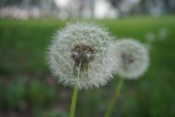 Fairy Clock close up