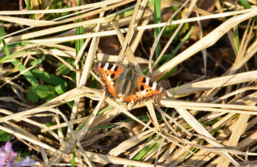 Butterfly resting on dry grass, basking in the sunlight aglais urticae
