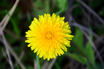 A vibrant macro of a blooming yellow dandelion flower top view