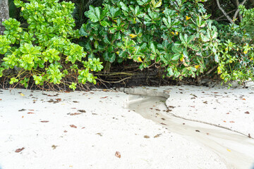 Small tropical stream flowing from dense jungle to sandy beach on Seychelles island