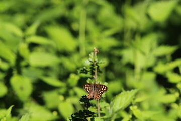 Speckled wood butterfly (Pararge aegeria) sitting on a green plant in spring. Speckled wood butterfly male, sitting motionless on a leaf. With spread wings, closeup. Blurred natural green background