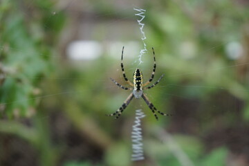 Writing Spider Web