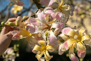 Obraz premium Exotic Ceiba speciosa silk floss tree flowers closeup