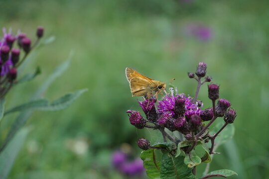 Moth in ironweed