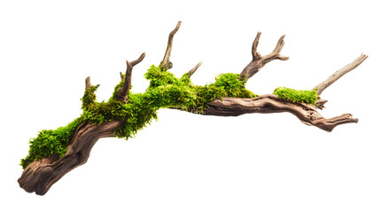 Moss covered branch isolated on white background.