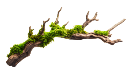 Moss covered branch isolated on white background.