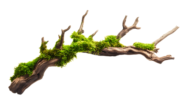 Moss covered branch isolated on white background.