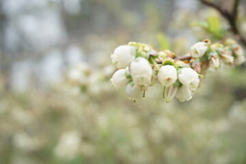 Blueberry buds