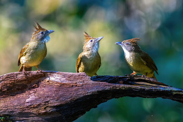 female cardinal on a branch