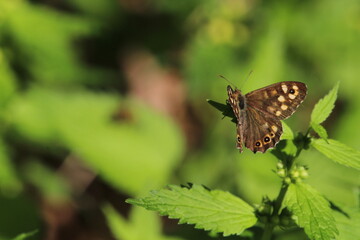 Speckled wood butterfly (Pararge aegeria) sitting on a green plant in spring. Speckled wood butterfly male, sitting motionless on a leaf. With spread wings, closeup. Blurred natural green background
