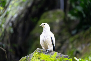 A white bird is perched on a mossy rock